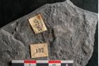 Foto (Detailansicht) von Sphenopteris elegans Brongniart (NHMW-GEO-2024-0188-10793)